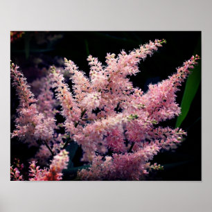 Poster Flores Rosa Válidas Fechem