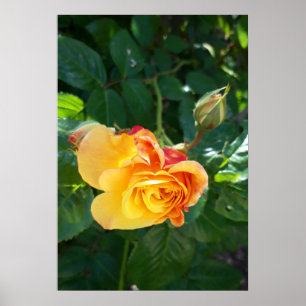 Poster flores rosas