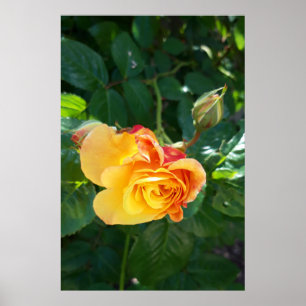 Poster flores Rosas