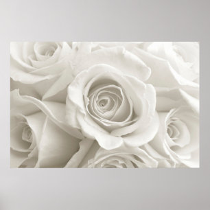 Poster Flores   Rosas brancas