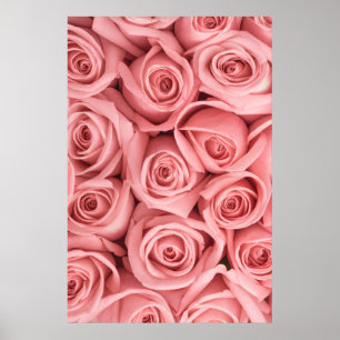 Poster Flores   Rosas rosadas