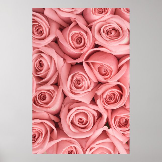 Poster Flores | Rosas rosadas (Frente)