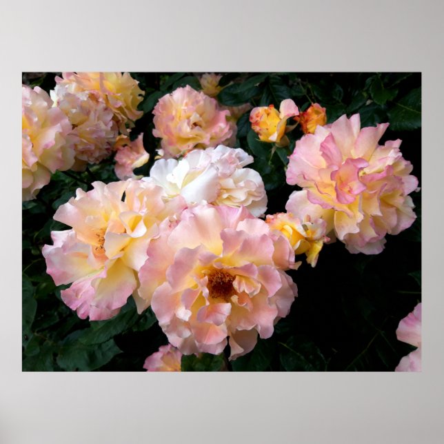 Poster Flores rosas, Rosas Amarelas Rosa (Frente)