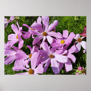 Póster flores roxas ao sol