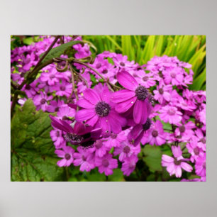 Poster Flores Roxas de São Francisco