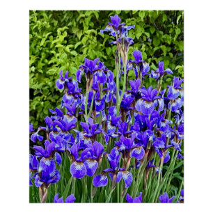 Póster Flores Roxas Iris Pela Sidewalk