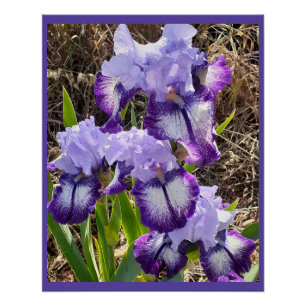 Póster Flores Roxas - Placa de Dia de as mães Iris Iris I