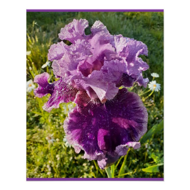 Póster Flores Roxas - Placa de Dia de as mães Iris Iris I (Frente)