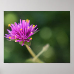 Poster Flores Roxas Verão Natureza Fotografia Floral