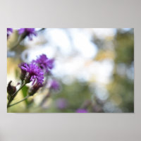 Flores Roxas Verão Natureza Fotografia Floral