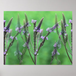 Póster Flores Roxas Vervain Multiplicadas