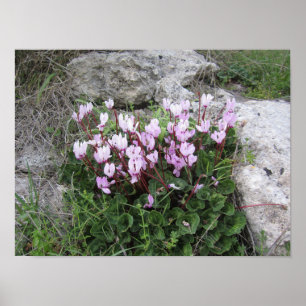 Poster Flores Selvagens