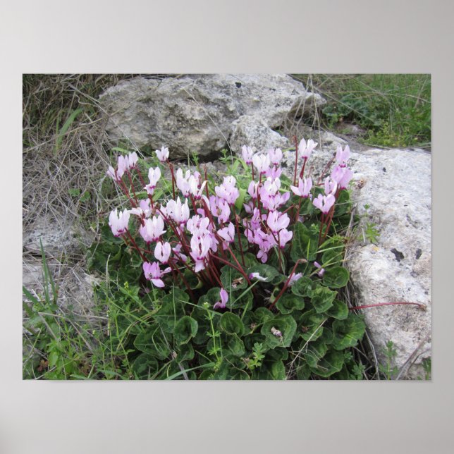 Poster Flores Selvagens (Frente)