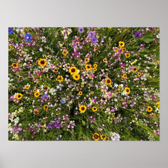 Poster Flores selvagens (Frente)