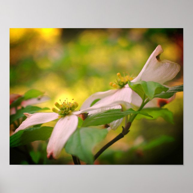 Poster Flores Selvagens de Dogwood (Frente)