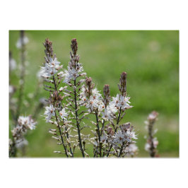 Póster Flores selvagens em Paphos, Chipre