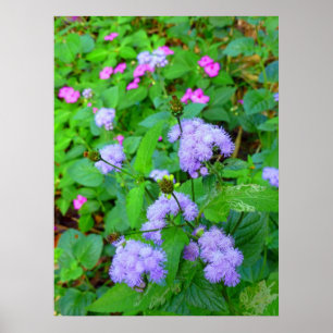 Póster Flores selvagens havaianas