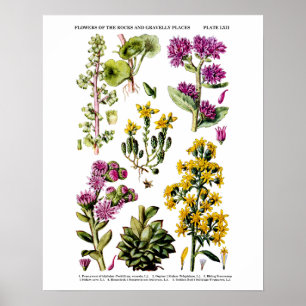 Poster Flores Selvagens Inglesas n. º 12 Ilustração Botân