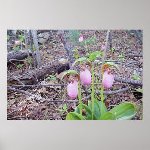 Póster Flores Selvagens Lady Slippers