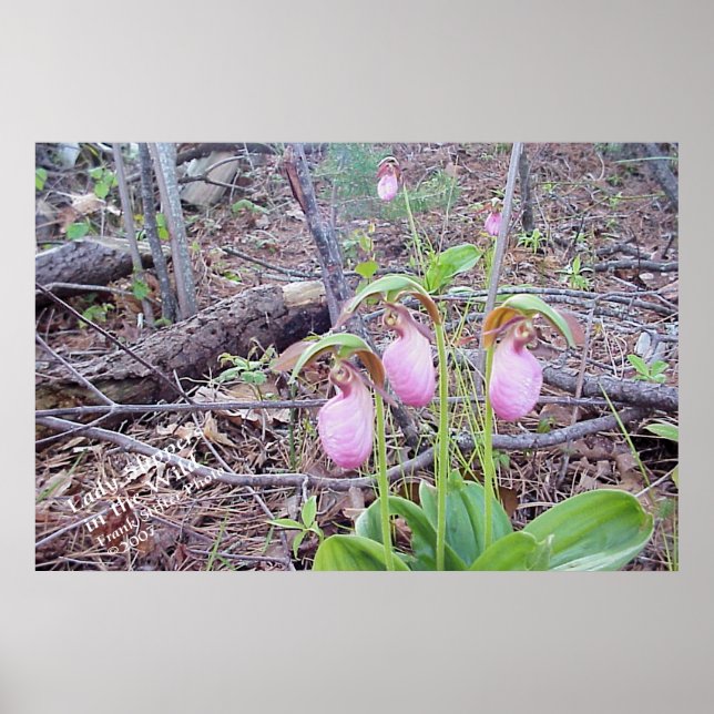 Póster Flores Selvagens Lady Slippers (Frente)