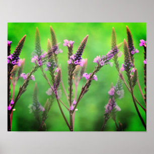 Poster Flores Selvagens Multiplicadas