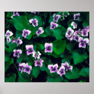 Poster Flores selvagens na floresta