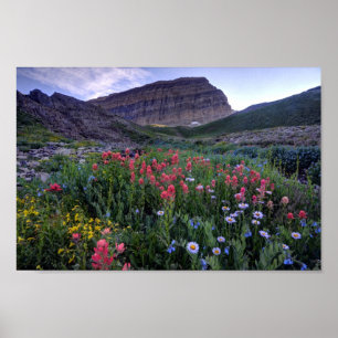 Poster Flores selvagens no Alto Montanha Meadow - Utah