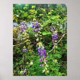 Poster Flores selvagens no Caminho, Oregon