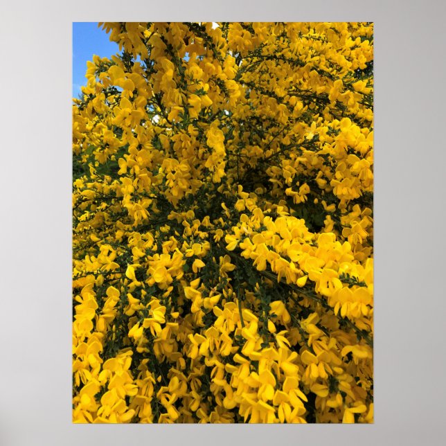 Poster Flores selvagens no Caminho, Oregon (Frente)