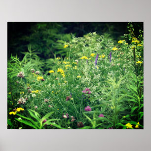 Poster Flores Selvagens No Campo 2 Flor