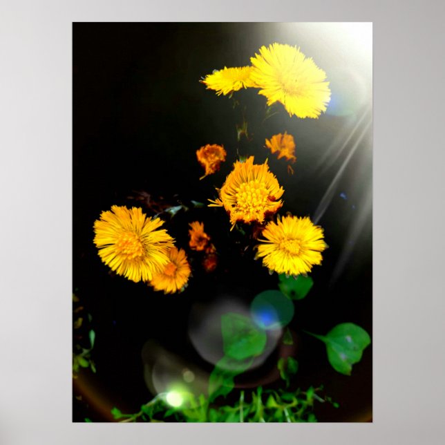 Poster Flores selvagens no sol (Frente)