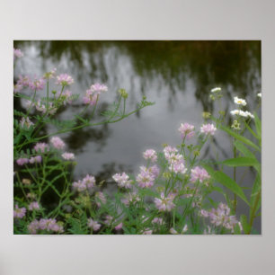 Póster Flores Selvagens Rosa Perto do Brook