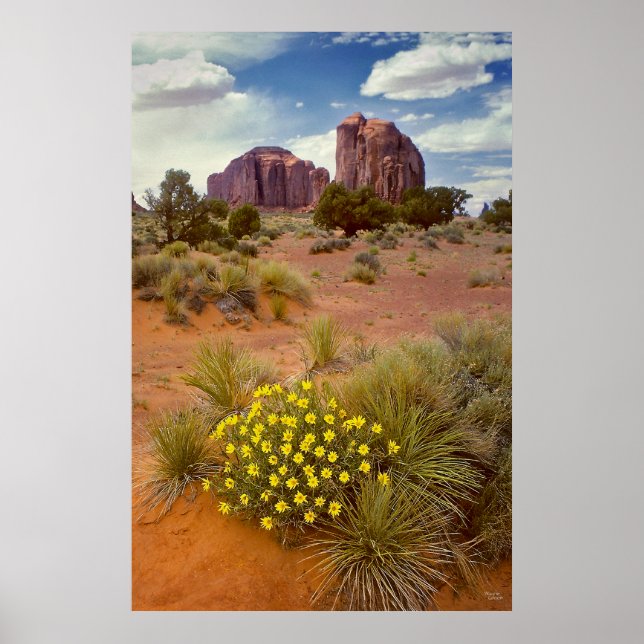 Poster Flores selvagens - Vale do Monumento - Arizona (Frente)