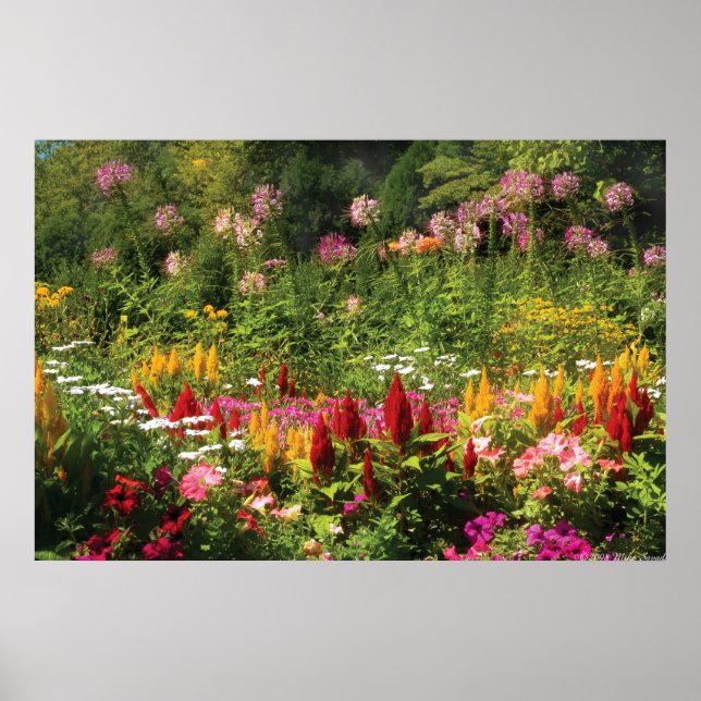 Poster Flores Silvestres (Frente)
