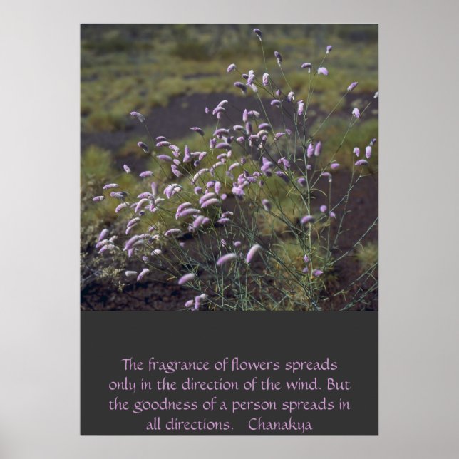Póster flores silvestres (Frente)
