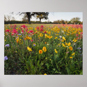 Póster Flores silvestres à beira da estrada no Texas, pri