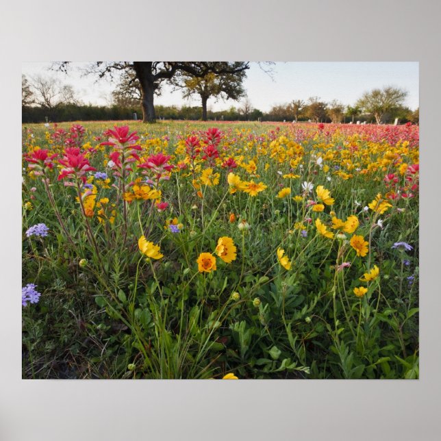 Póster Flores silvestres à beira da estrada no Texas, pri (Frente)