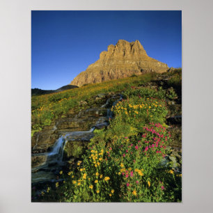 Poster Flores silvestres alpinas & Mt Clements em Logan P