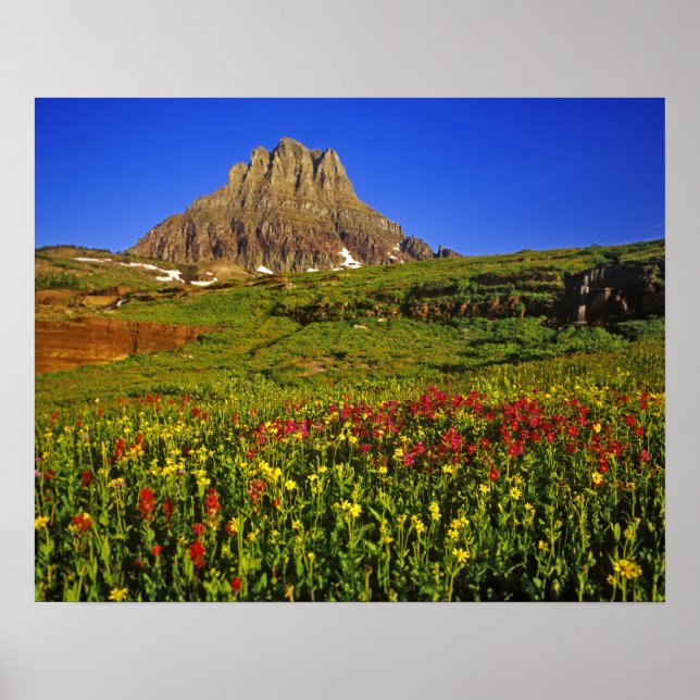 Póster Flores silvestres alpinas no Logan Pass em Glacier (Frente)