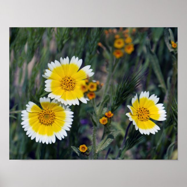 Póster Flores silvestres Amarelo e Branco Girassóis (Frente)