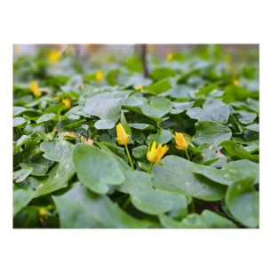 Póster Flores Silvestres da Floresta – Fotografia Botânic