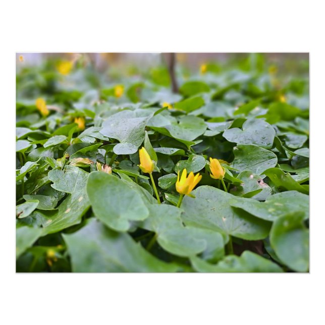 Póster Flores Silvestres da Floresta – Fotografia Botânic (Frente)
