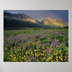 Póster Flores silvestres da pradaria preenchem o prado pe
