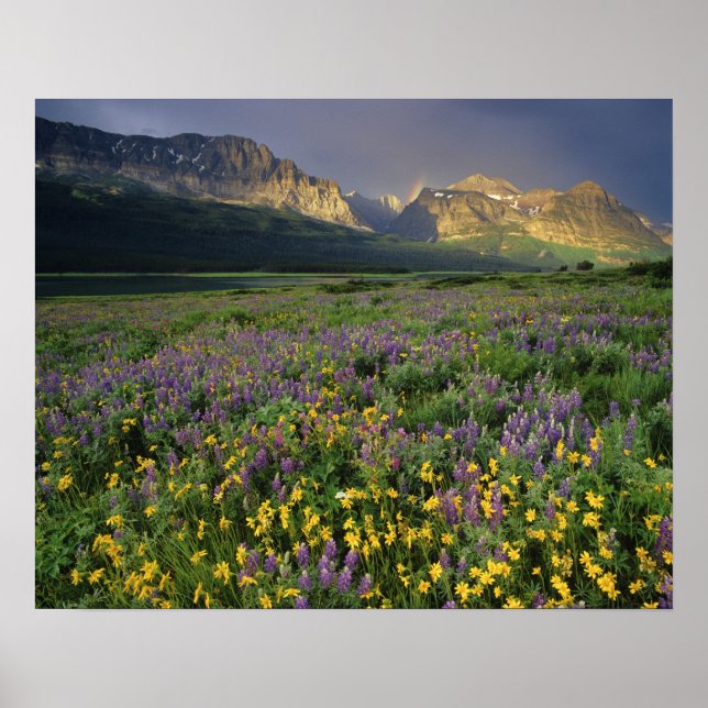 Póster Flores silvestres da pradaria preenchem o prado pe (Frente)