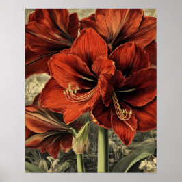 Poster flores silvestres de amarílis vermelha
