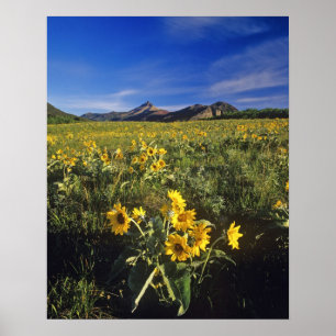 Poster Flores silvestres de balsomroot de folha de seta e