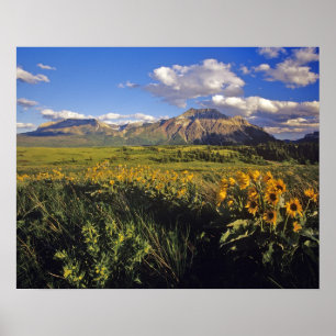 Poster Flores silvestres de balsomroot de folha de seta e