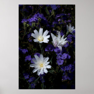 Póster Flores Silvestres de Chicória e Phacelia