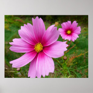 Poster Flores Silvestres de Cosmos Rosa