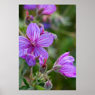 Póster Flores silvestres de gerânio pegajoso